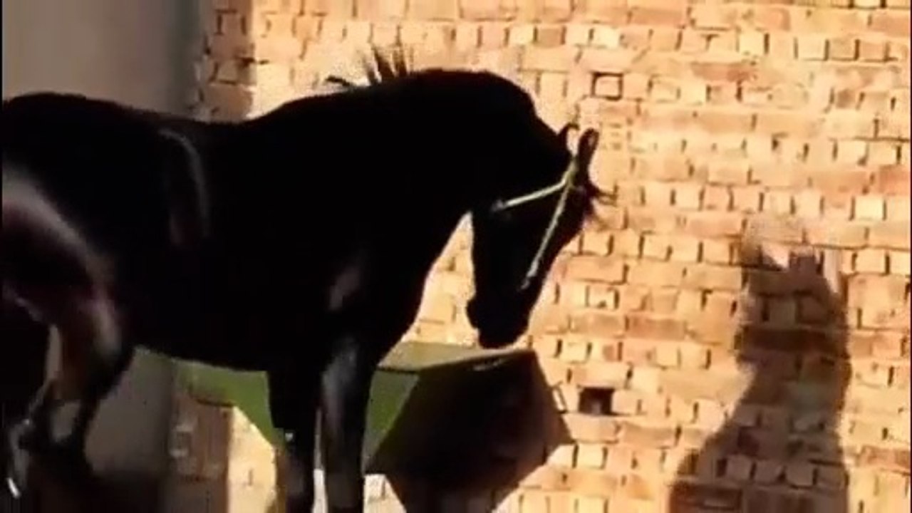 Beautiful horse 🐎 fantastic dance.