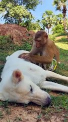 Viral video SokYaa, OG, Pao & Mom Are Famous Around The World #shorts #anime #trend #edit