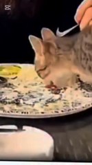 #CatLove #CatWithOwner #CuteAnimals #CatEating #FunnyCat #AnimalVideo #ViralVideo #PetLovers #CatFriendship #AnimalReels