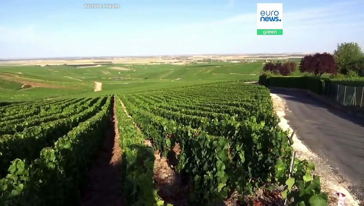 Weinkrise in frankreich: paris bittet eu um hilfe - und lässt ganze weinberge roden