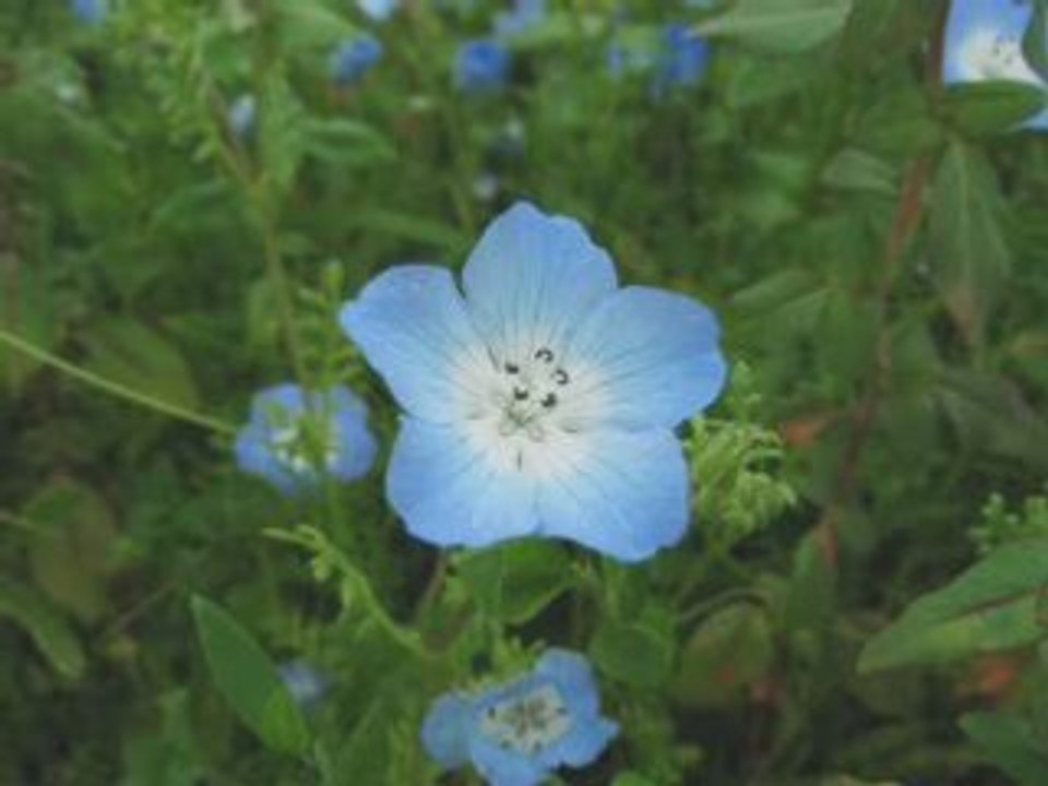 Lola-Steve Martin [COLUMBIA] 78rpm