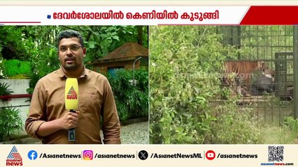 നീലഗിരി ഗൂഡല്ലൂരിൽ ഇറങ്ങിയ കടുവ കെണിയിൽ; കുടുങ്ങിയത് ദേവർശോലയിലെ കെണിയിൽ