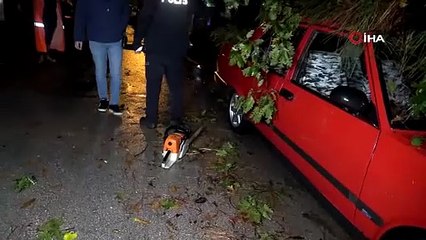 Antalya'da yağmur ve şiddetli rüzgar 10 metrelik ağacı devirdi: İki araç ve bina zarar gördü