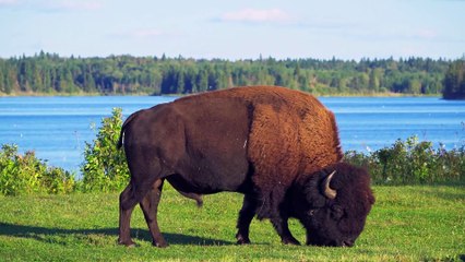 STOP Ignoring the BISON Crisis on Catalina Island