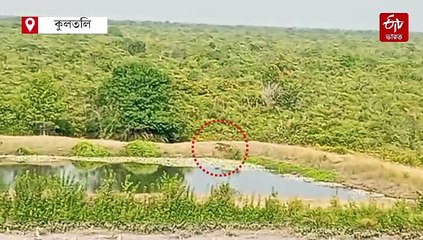 ছুটির দিনে পর্যটকদের দর্শন দিল দক্ষিণরায়, ক্যামেরাবন্দি সুন্দরবনে