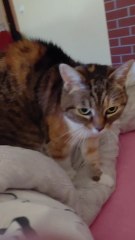 Good Morning People! :)  #cat #cats #funny #cute #FunnyCats #funnyanimals #CuteCats #viral #viralcats #goodmorning