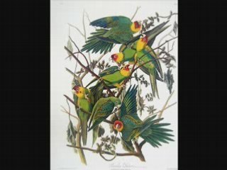 Loop de Loo-Milt Herth TRIO    [PORUNSWICK] 78rpm