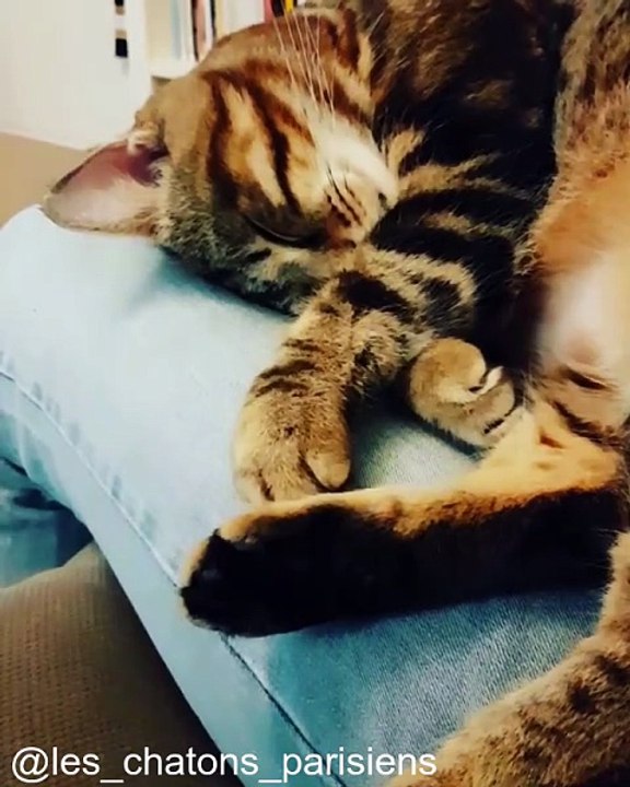 Quand un Chat Rencontre un Bébé