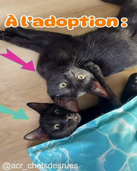 Réactions hilarantes de chats face à l'inconnu_1753009524