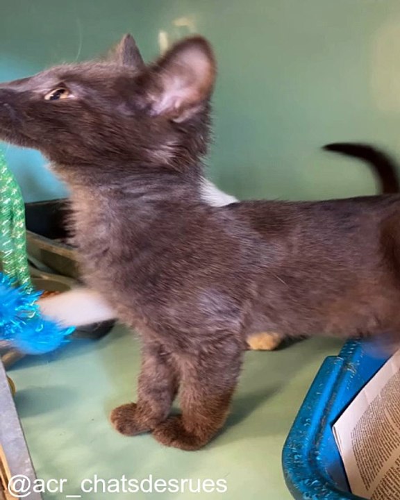 Réactions hilarantes de chats face à l'inconnu_1753546204