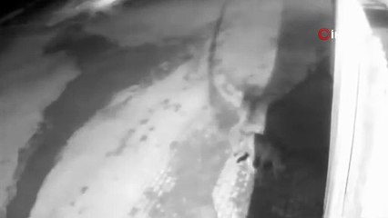 Aşkale’de aç kalan kurtlar köye indi