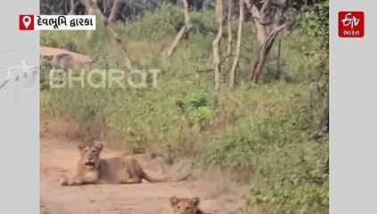 બરડા સફારી પાર્કમાં વિદેશી પરીવારને જોવા મળ્યો 11 સિંહોનો પરિવાર, Video જુઓ