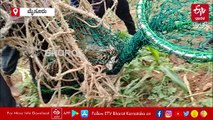 ಮೈಸೂರು: ಹುಣಸೂರಿನ ಗೌಡನಕಟ್ಟೆ ಗ್ರಾಮದಲ್ಲಿ 4 ಹುಲಿ ಮರಿಗಳು ಸೆರೆ