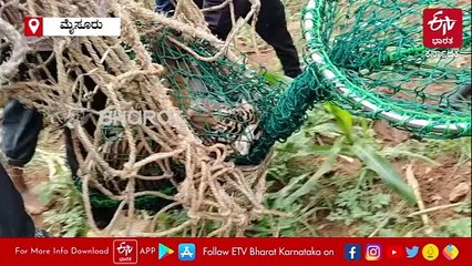 ಮೈಸೂರು: ಹುಣಸೂರಿನ ಗೌಡನಕಟ್ಟೆ ಗ್ರಾಮದಲ್ಲಿ 4 ಹುಲಿ ಮರಿಗಳು ಸೆರೆ