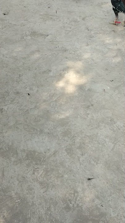 aseel murgha test fight
