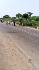 Cow desert real life 🐄🐄