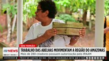 Criação de abelhas sem ferrão movimenta economia no Amazonas