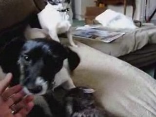 Puppy & kitten playing so cute