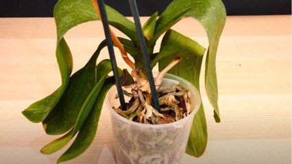 8 Signs Your Orchids Are Struggling