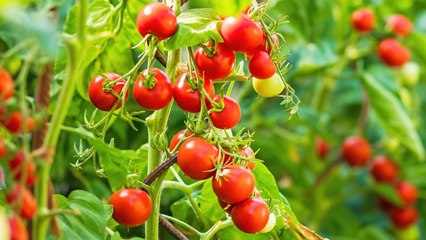 10 Gardening Tips For Growing Tons Of Cherry Tomatoes