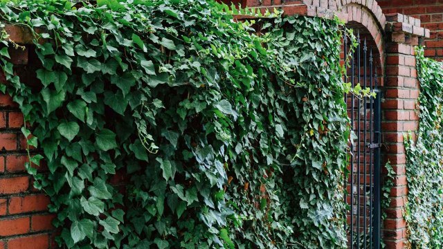 10 Signs Your Vining Plants Need Some Love