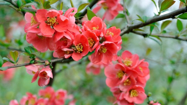 10 Gardening Tips For Growing Beautiful Blooming Quince Bushes