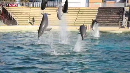 Marineland : le propriétaire désemparé devant l’immobilisme des associations et de l’État