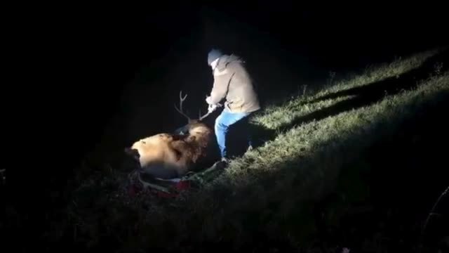 Vicenza, i tentativi di salvare il cervo che ha mandato in tilt il traffico di Thiene
