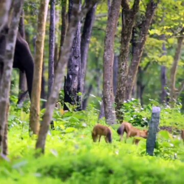 Female elephant chases away a pack of 13 Dholes that got too close to her herd which included two newborn calves - Kabini Forest, India 🔥
