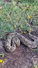 The speed of a puff adder's strike  The snake that kills more people in Africa than any other. 🔥