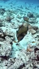 Octopus 🐙 Defense against a trigger fish 🐠 attack. 🔥 #sealife #hunt #ocean #octopus #defence #nature