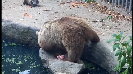 A bear saving a crow from drowning