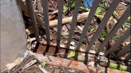 Casa abandonada vira ponto de sexo e confusão e moradores denunciam arruaceiros no bairro Coqueiral em Cascavel