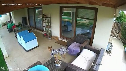 1 Hour Of Funniest Animals in the World Ever 🤣 Funny ANIMALS Video 2025#FunnyAnimals #AnimalCompilation #TryNotToLaugh #CuteAnimals #FunnyPets