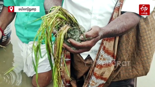 டிட்வா புயலால் நீரில் மூழ்கிய 60 ஆயிரம் ஏக்கர் சம்பா பயிர்கள் - மயிலாடுதுறை விவசாயிகள் வேதனை