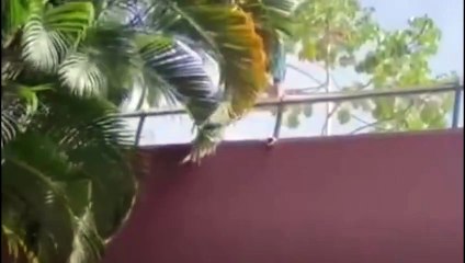 Homem invade recinto, é atacado por leoa e morre em zoológico da Paraíba