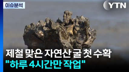 제철 맞은 자연산 굴 첫 수확..."하루 4시간만 작업" / YTN