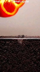 Tomato Growing Secrets 🌱 Beej Se Phal Tak Ka Kamaal | DailyMotion Viral Shorts