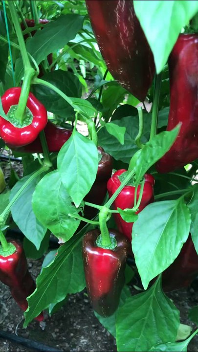 Cracks on capia pepper fruit