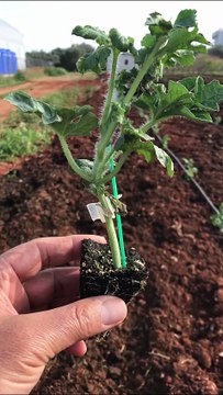 How to plant grafted watermelon seedlings?