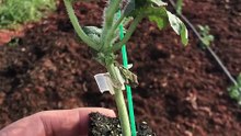 How to plant grafted watermelon seedlings?