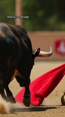 Why Bulls Hate Red Colour? General Knowledge Questions