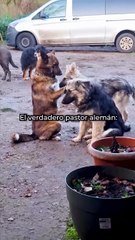 El verdadero pastor alemán
