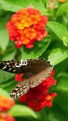 Beauty Lies Within Hearts