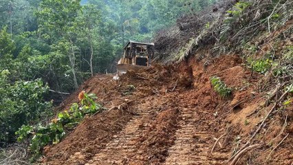 D6R XL Bulldozer Neatly Clearing the Road in the Plantation