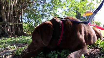 Christmas Island's last dog embraced by the remote community