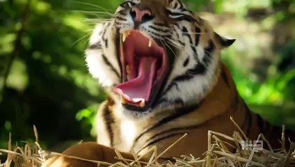 Secrets of the Zoo- Down Under - Season 6 Episode 4 - Gorilla Warfar