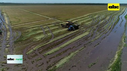 Video: Exportaciones de arroz aumentaron 48% de enero a junio de 2023