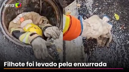 Bombeiros salvam gatinho preso em boca de lobo em BH