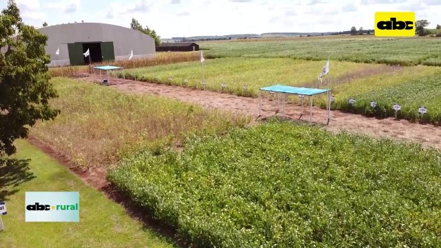 Video: Presencia de genética nacional de soja en varios países